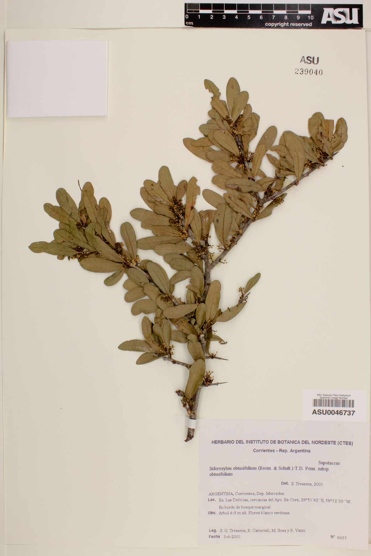 معرفی و راهنمای پرورش درختان میوه - آلوی جنگلی